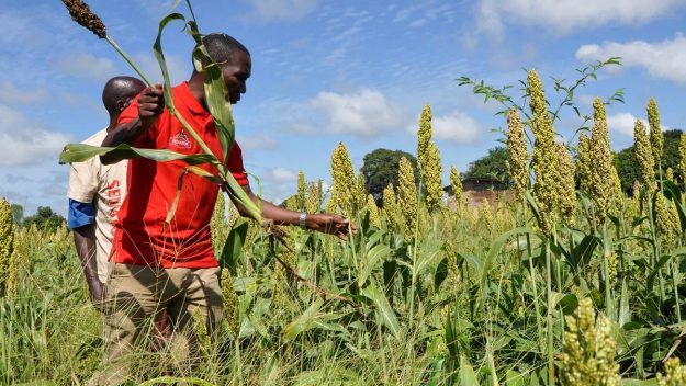 diageo-sustainable-agricultural-supply-chains-2-min-min